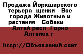 Продажа Йоркширского терьера, щенки - Все города Животные и растения » Собаки   . Алтай респ.,Горно-Алтайск г.